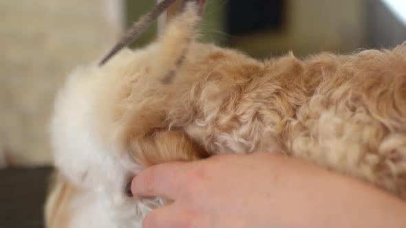 Closeup of Professional Female Groomer Cutting Back Head of Curly Dog Labradoodle By Hairdressing
