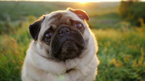 Portrait of a Calm and Beautiful Pug at Sunset the Dog Looks at the Camera in Nature