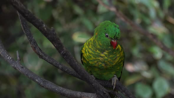 Scaly-breasted lorikeet (Trichoglossus chlorolepidotus), Australian parrot