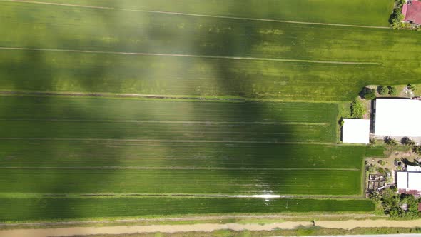 The Paddy Rice Fields of Kedah and Perlis, Malaysia