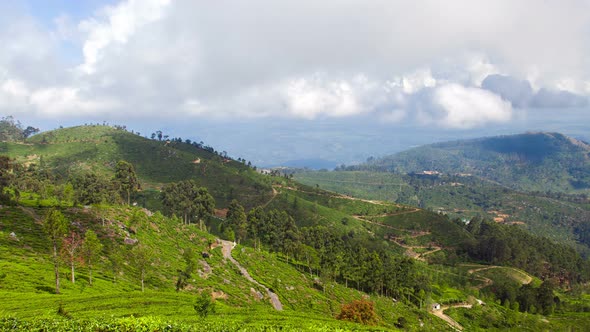 Mountains Tea Plantations Timelapse