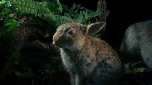 Rabbit In Natural History Display