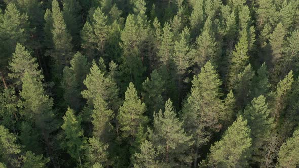 Forest Aerial