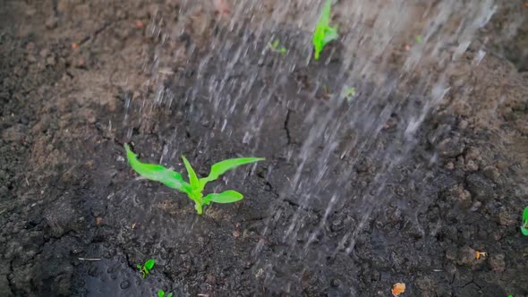 Beautiful Young Corn Sprouts Growing in the Vegetable Garden are Watered in Closeup Slow Motion