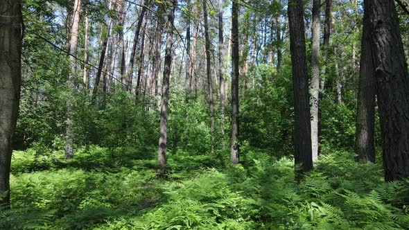 Beautiful Green Forest on a Summer Day Slow Motion