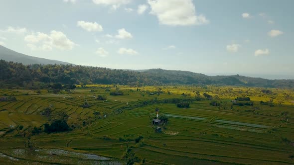 Beautiful rising aerial shot over green fields in rural Bali as the camera pans across the landscape