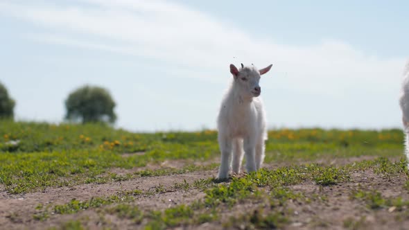 White Yeanling with Small Horns Stands on Green Pasture