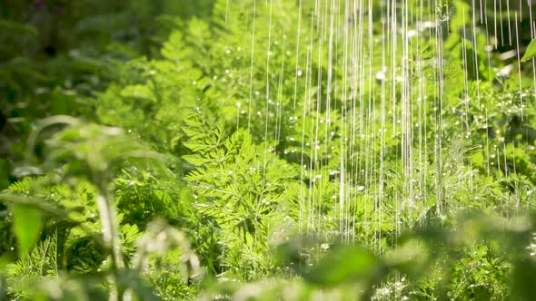 Watering Green Sprouts