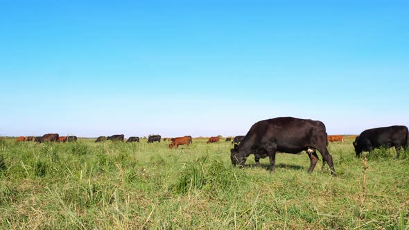 in Meadow on Farm Big Brown and Black Pedigree Breeding Cows Bulls are Grazing