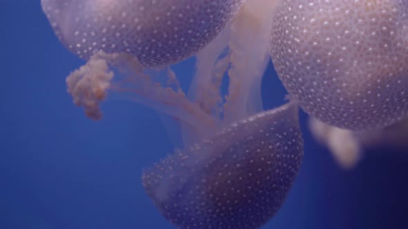 Multiple Phyllorhiza Punctata or white spotted jellyfish floating in zoo aquarium, close up