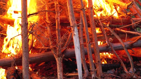 Big Bonfire of the Logs Burns at Night in the Forest. Slow Motion