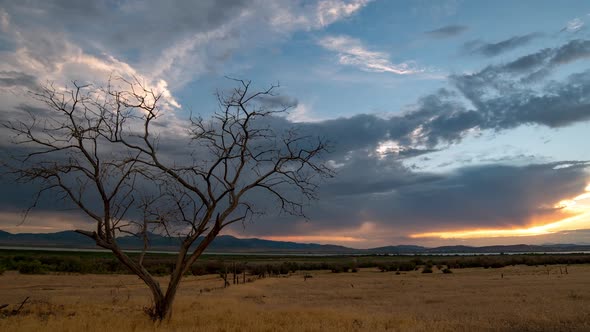 Single tree in wide open field during sunset in vast landscape