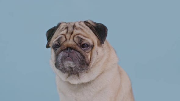 adorable dog pug breed making angry face and serious face on blue