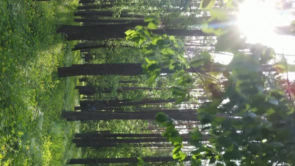 Vertical Video of a Forest with Pine Trees