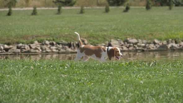 Dog walking on grass