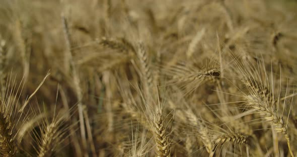 Wheat Field 04