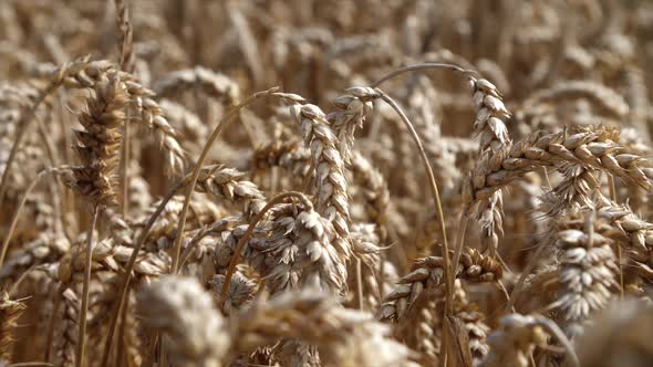 ripe ears of wheat