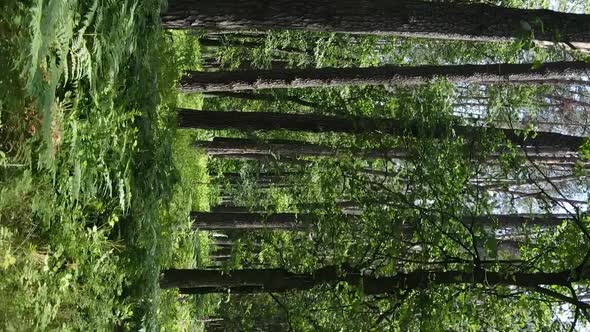 Vertical Video of Forest Landscape in Summer Slow Motion