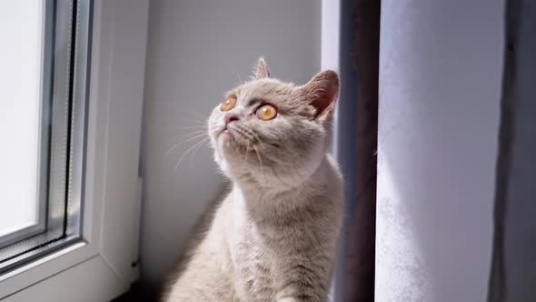 Small Fluffy Kitten Walking on the Windowsill By the Window in Rays of Sunlight