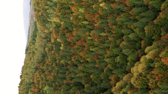 Aerial push in over dense forest in beautiful autumn color. Vertical video