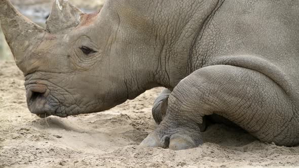 Rhinoceros Rhino Extreme Close Up Portrait Video in African Savannah During Small Rain Drops After