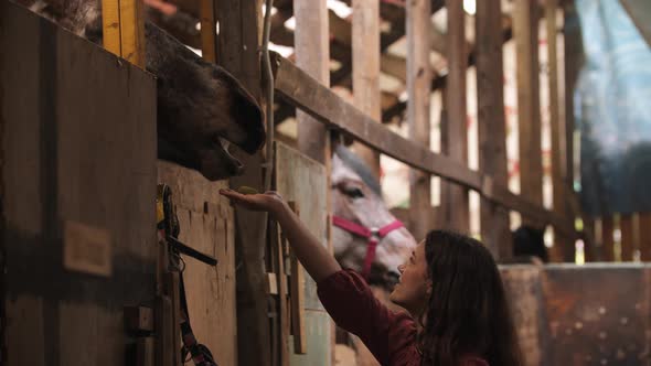 Young Woman Feeding Horse a Green Apple in Paddock