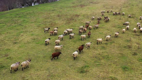 Herding sheep on field