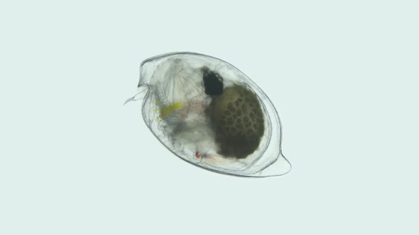 Ostracoda Under a Microscope Cypridinidae Family Myodocopida Order