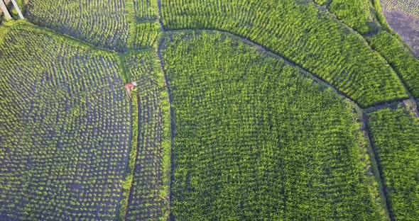 Aerial drone view of a farmer in rice paddy fields local farming.