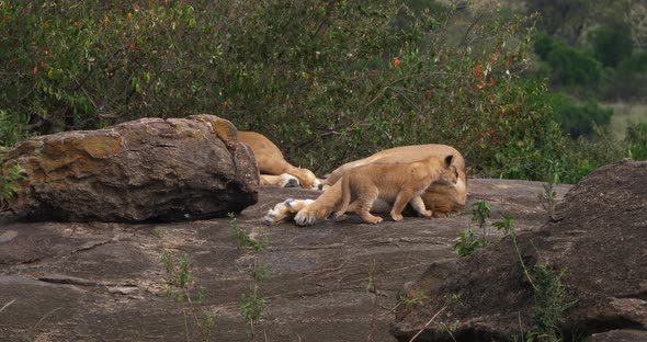 African Lion, panthera leo, Mother Sleeping and Cub, Masai Mara Park in Kenya, Real Time 4K