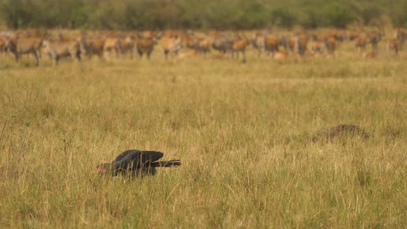 Southern ground hornbill 