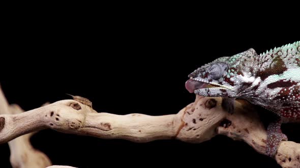 Chameleon Catching and Eating Slow Motion