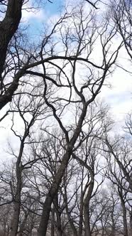 Vertical Video of the Forest with Trees Without Leaves