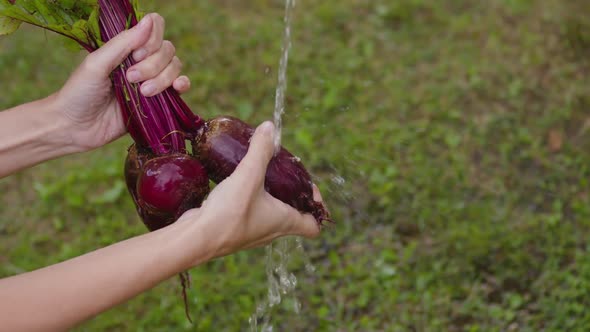 Women Farmer Washes Beets in the Kitchengarden