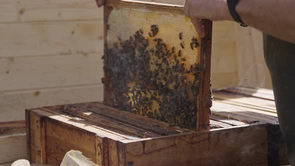 Beekeeper Removing and Holding in Hands a Bee Hive Wooden Frame Comb, Freshly Secreted Wax and Bees