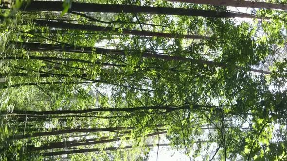 Vertical Video of a Forest with Trees in Ukraine