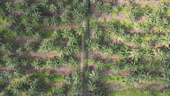 Aerial View of The Palm Oil Estates