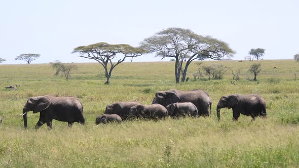 Wild Family Herd Of African Elephants Walking In African Grassland Savannah