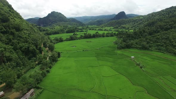 Beautiful Green Rice Fields