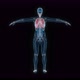 Female lung 3d hologram - VideoHive Item for Sale