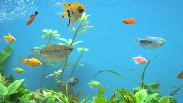 Colorful Exotic Fish Swimming in Deep Blue Water Aquarium with Green Tropical Plants