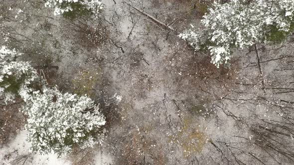 Forest tree tops by winter from above 4K aerial footage