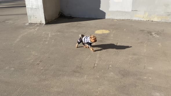 Funny Dressed Puppy Has a Fun Outdoors Walking in Thespring City Park