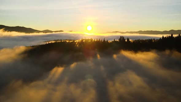 Aerial view of dark green pine trees in spruce forest with sunrise rays shining through branches