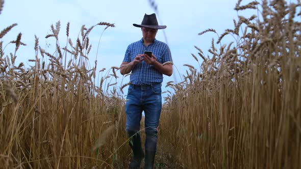 A young farmer walks across a wheat field and inspects the crop