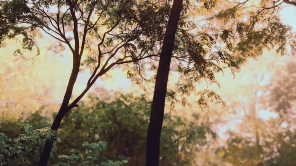 Fog in the Mysterious Rainforest