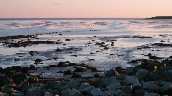 migratory waterbirds fouraging intertidal Wadden Sea Strieper Kwelder low tide sunset