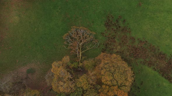 Slowly rising aerial footage of a dead tree lying on the ground appearing to be growing out of a cop