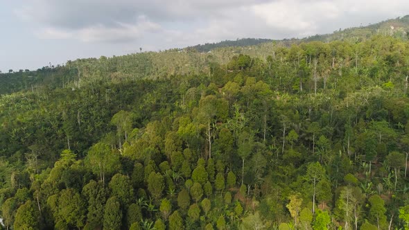 Tropical Landscape Rainforest and Mountains