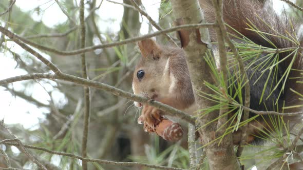 Squirrel in a tree eating a pinecone 